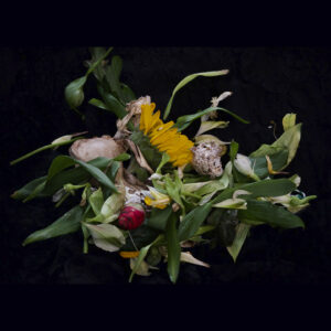 Ritual_Still life photography_SUNFLOWER