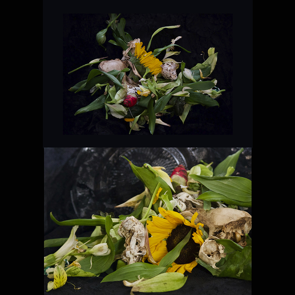 Ritual_Still life photography_SUNFLOWER